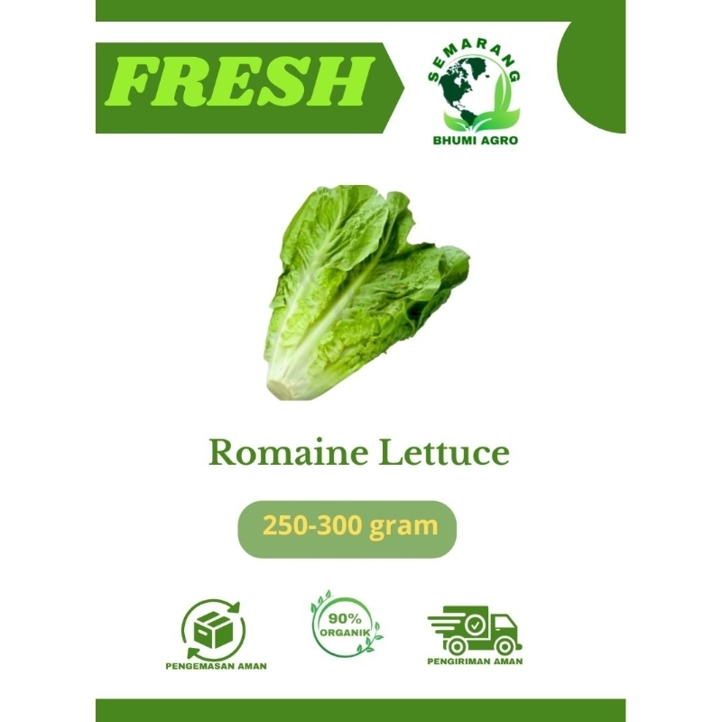 

Sayur Romaine Lettuce Selada Organik & Fresh (Harga Per Pcs) | BHUMI AGRO