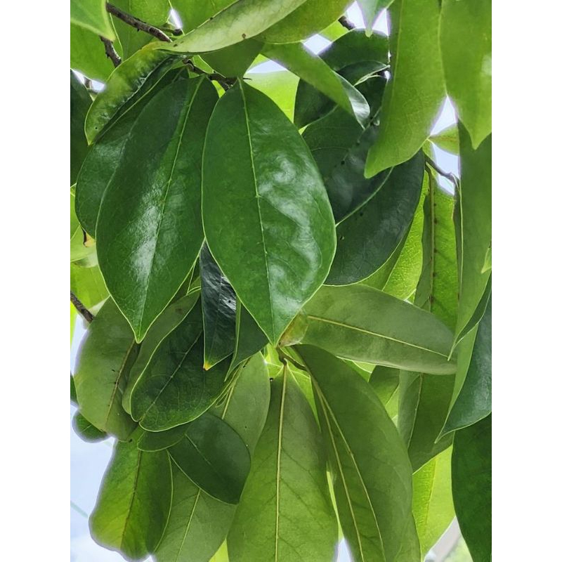 

daun sirsak per 30 lembar pres segar siap kirim