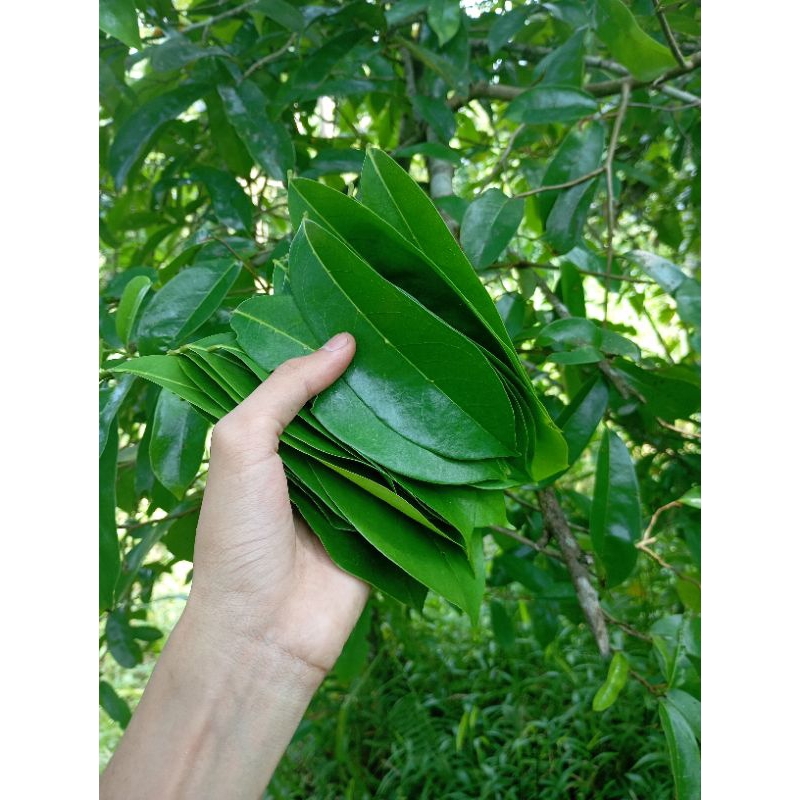 

Bismillah Daun Sirsak Petik Langsung Packing