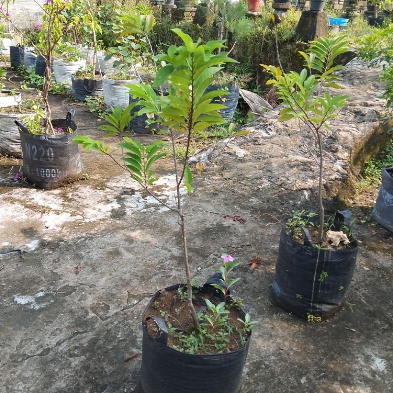 Bibit tanaman buah srikaya lokal tinggi 1 meter