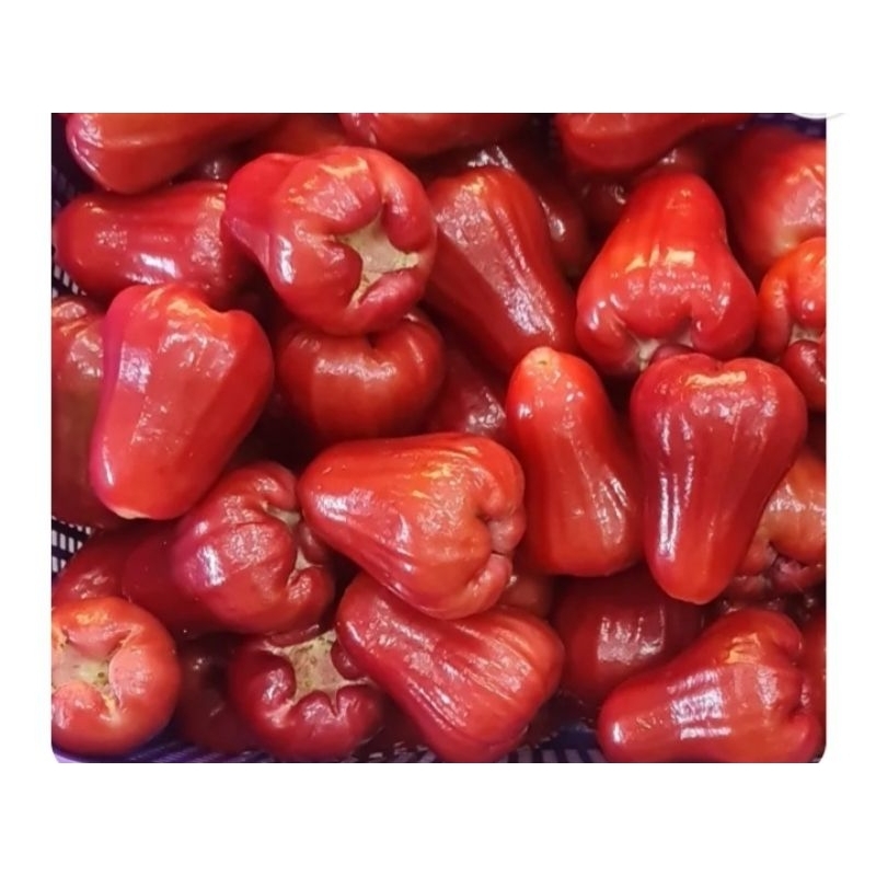 

jambu air tongsamsi 1kg