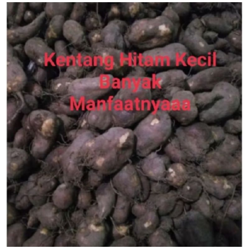 

KENTANG KLICI BULU/KENTANG HITAM JAWA 1KG