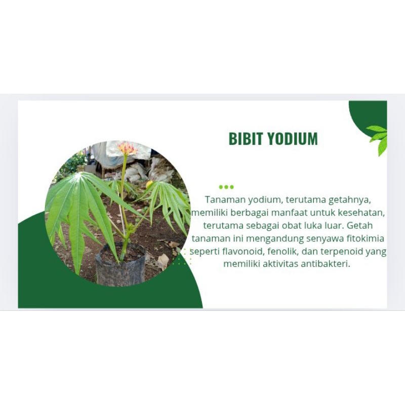 bibit tanaman yodium
