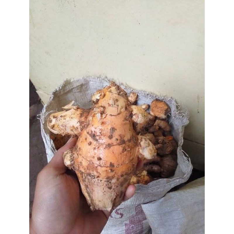

jual temulawak/koneng gede 1kg