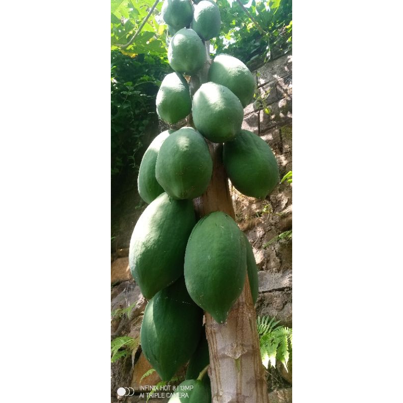 

Buah Pepaya muda fresh baru petik kondisi mentah 1 buah