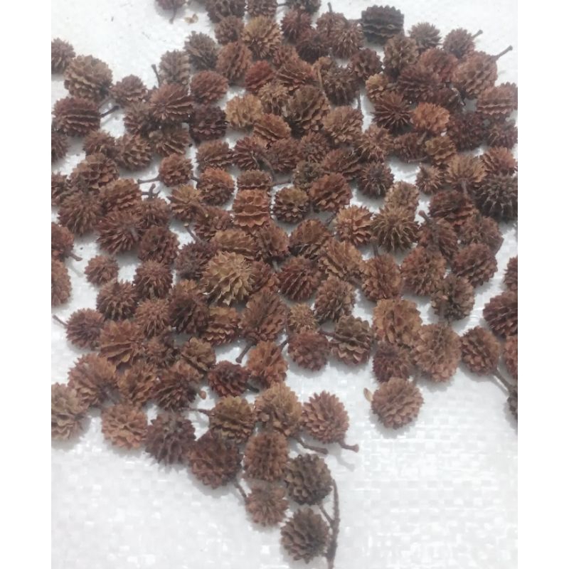 

biji cemara kering buat kerajinan tangan 50 pcs / bunga Cemara duren Durenan buat kerajinan tangan