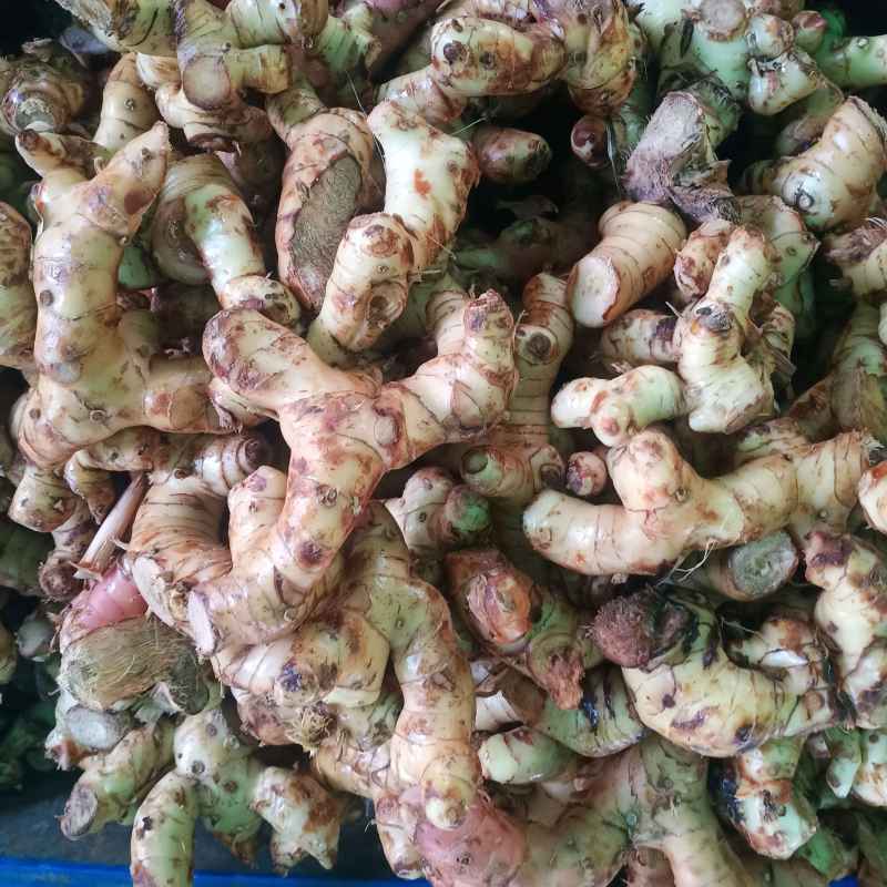 

LENGKUAS FRESH - LAOS SEGAR KUALITAS SUPER - KEMASAN 1kg