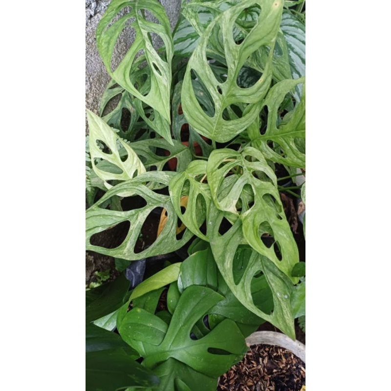 janbol varigata lokal