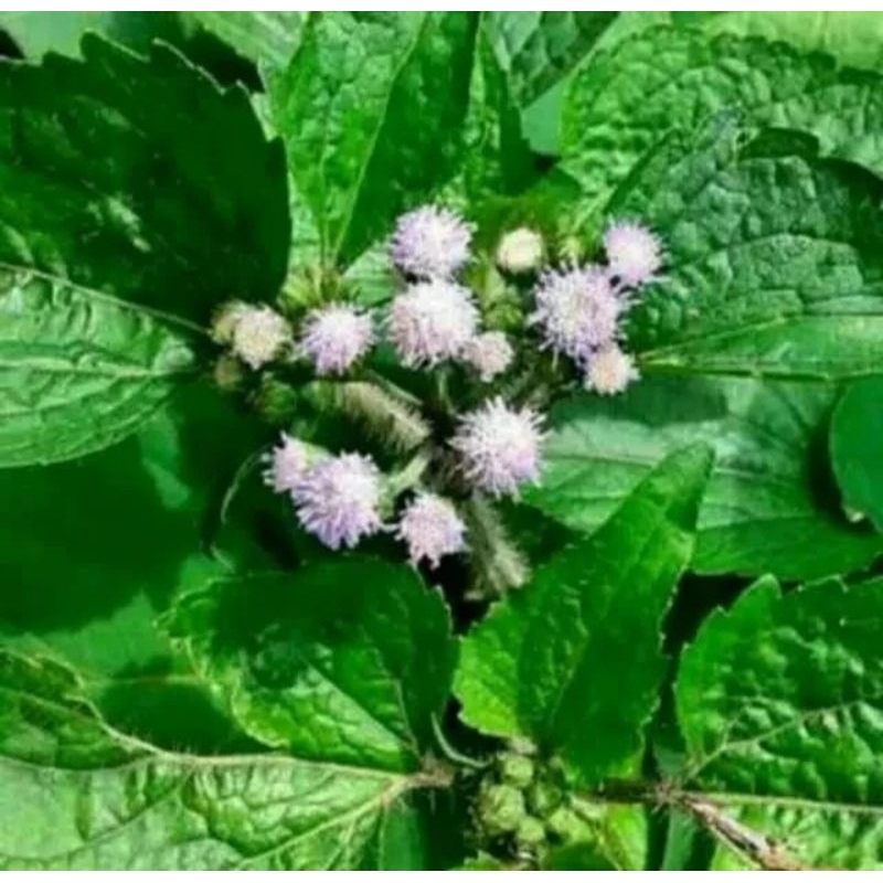 

daun+tangkai bebadotan