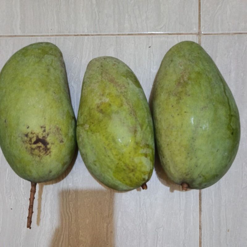 

MANGGA KIOJAY MENGKAL || MANGGA MUDA