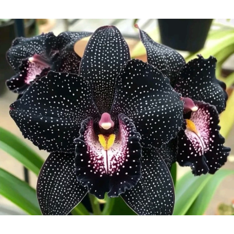 Anggrek bulan import langka bunga hitam