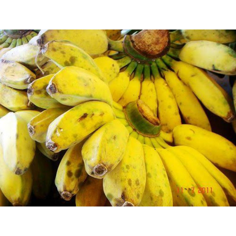 

Pisang nipah segar fresh 1kg
