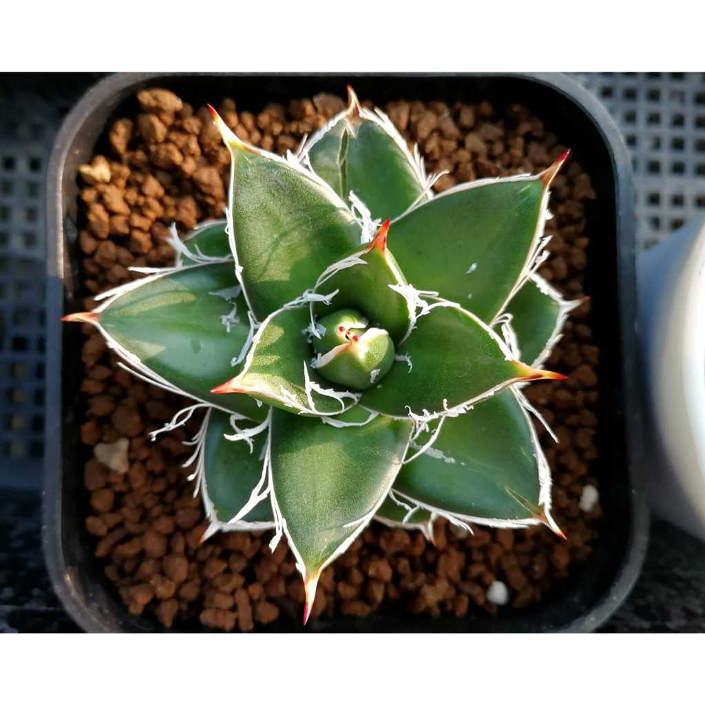 agave filifera pinky compacta