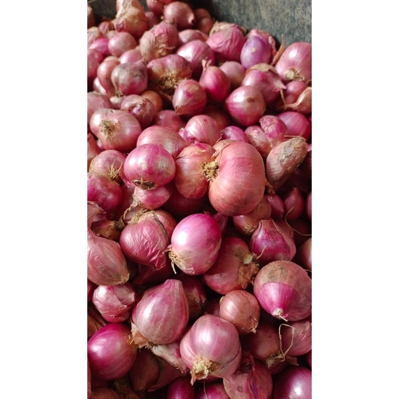 

Bawang Merah lokal fresh dari petani murah