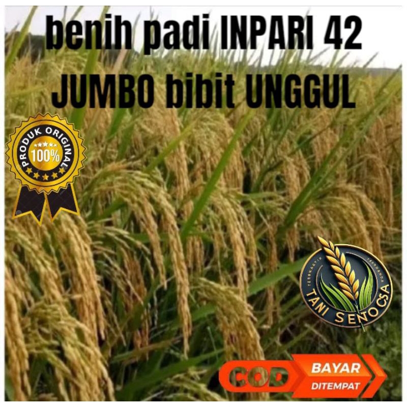 BENIH BIBIT PADI INPARI 42 JUMBO BIBIT UNGGUL 10KG