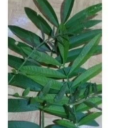 

silahkan COD herbal Daun sungkai 250 gram fresh pencegah co vid Terlaris...