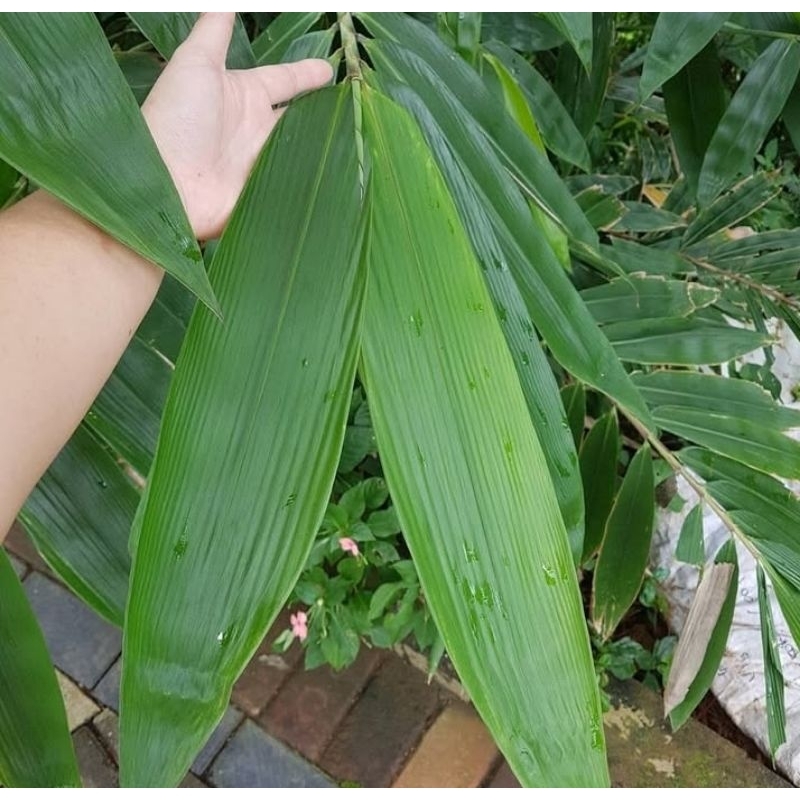

Daun bambu bungkus bacang pe rlembar