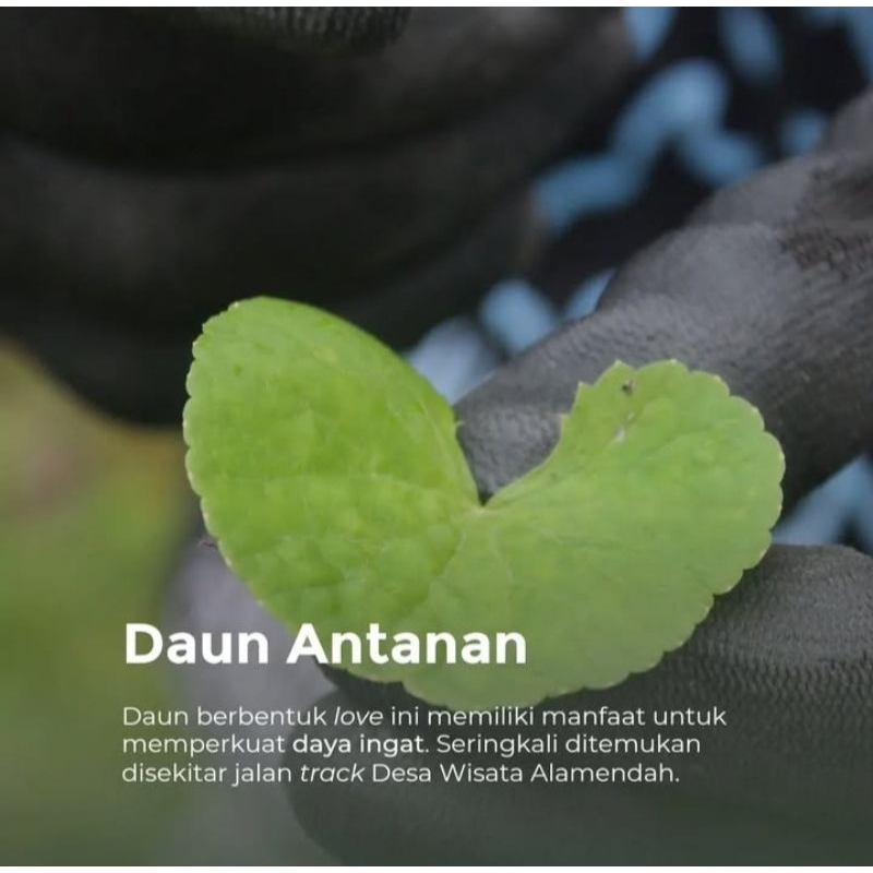 

Daun antanan pegagan segar baik untuk daya ingat