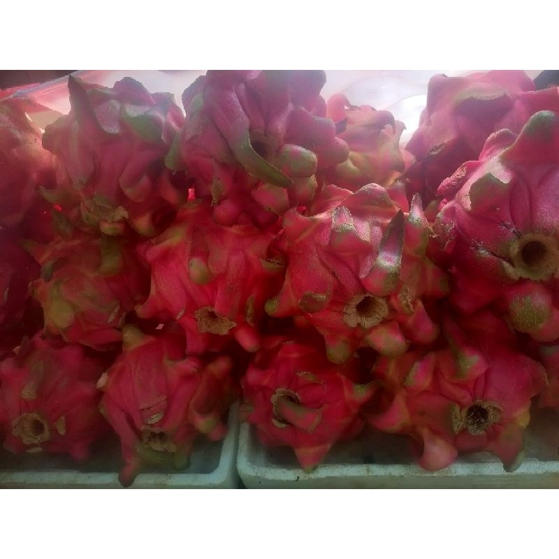 

buah naga kaltim