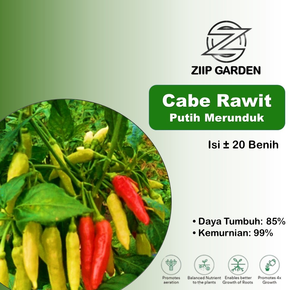 Benih Cabe Rawit Putih Merunduk Unggul