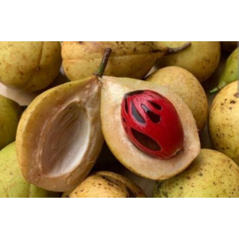

buah pala tua segar 1kg