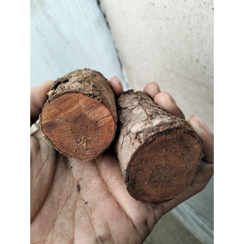 kayu stigi laut super asli