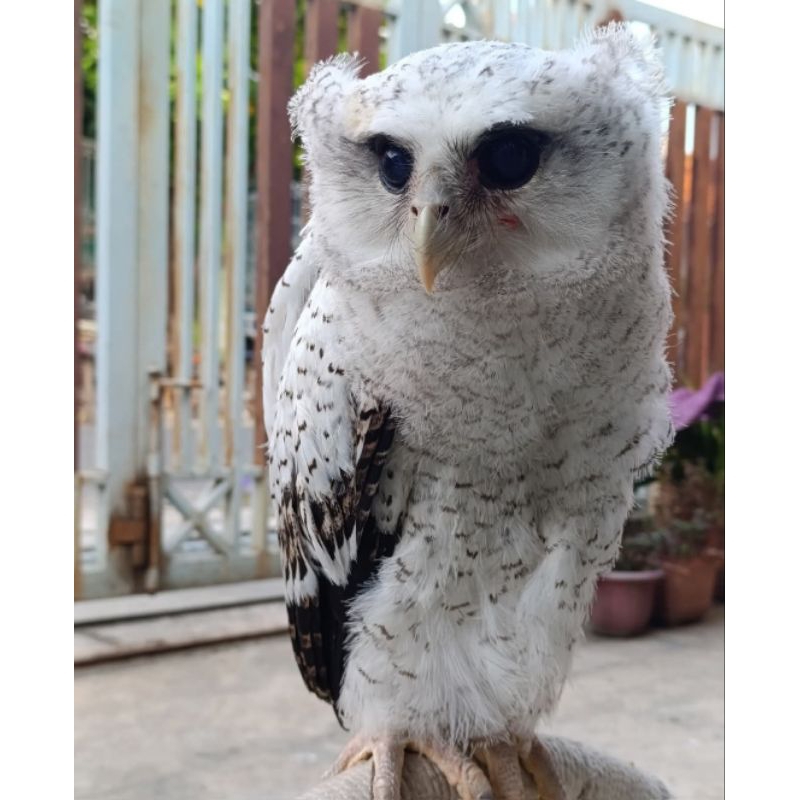 Burung Hantu Bubo Sumatranus burung hantu putih jinak