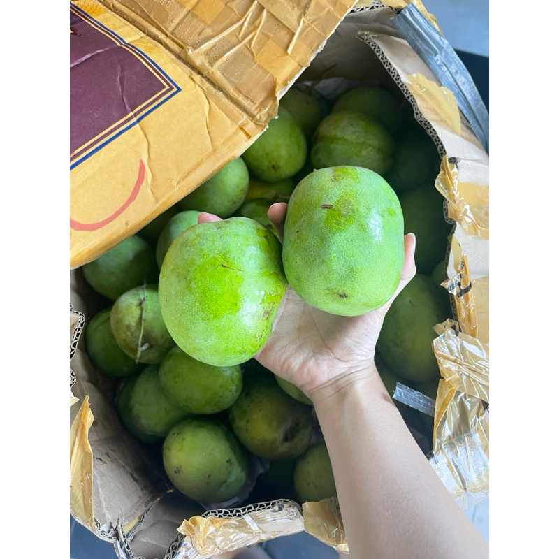 

mangga gedong gincu 1 kg