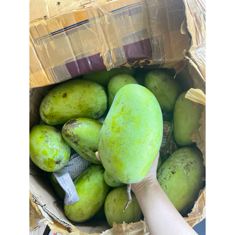 

Mangga gajah manis 1 kg