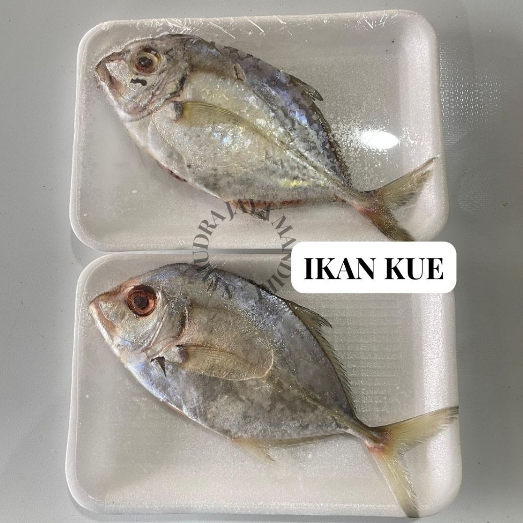 

Ikan Kue Segar Fresh Frozen Beku
