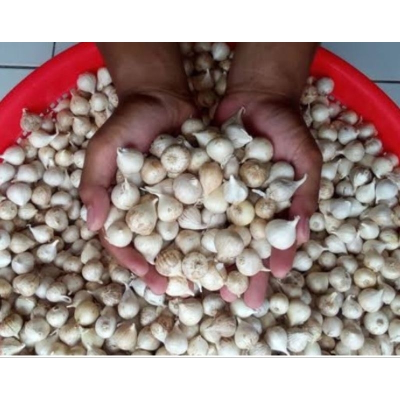 

bawang putih tunggal lanang herbal/obat fresh