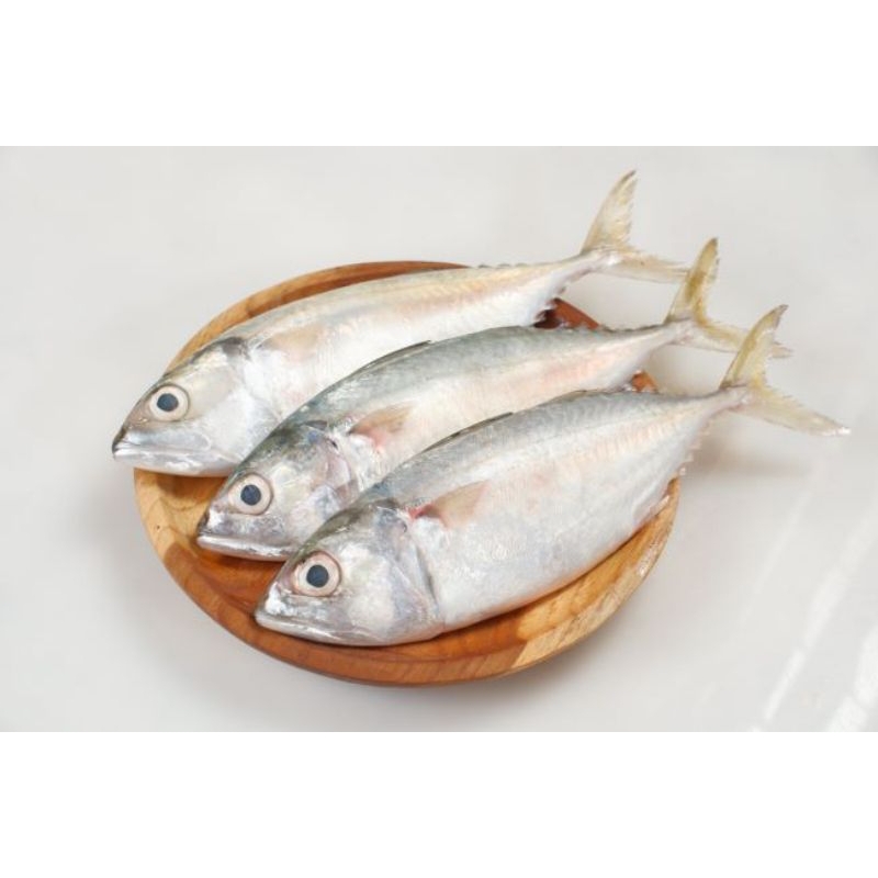 

Ikan kembung Banjar kembung gepeng