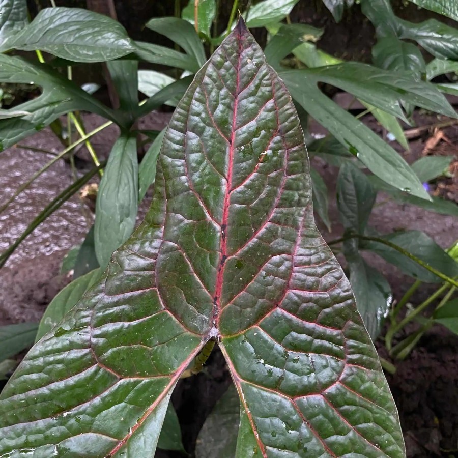 Tanaman Endemik Cyrtosperma Johnstonii - Tanaman Endemik Indonesia