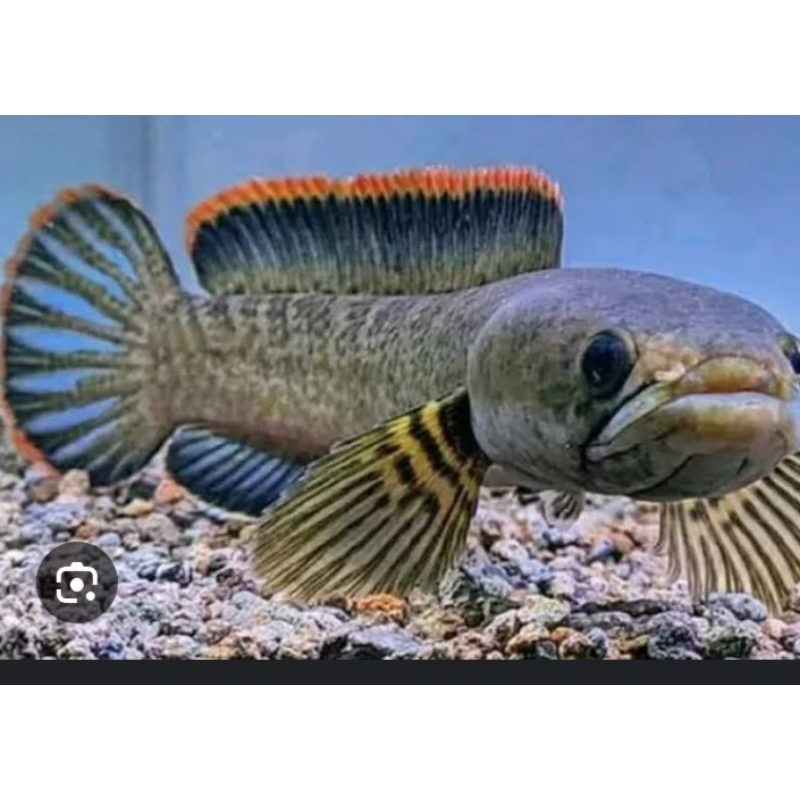 Canna Limbata jumbo ukuran 13-15