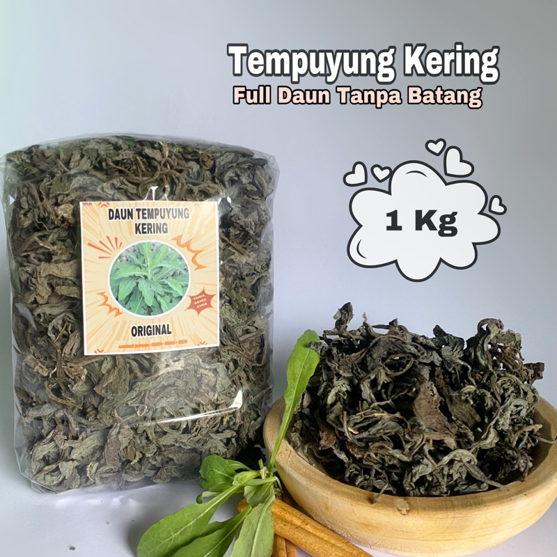 

Daun Tempuyung Kering 1 kg || Murni Daun Tanpa Batang