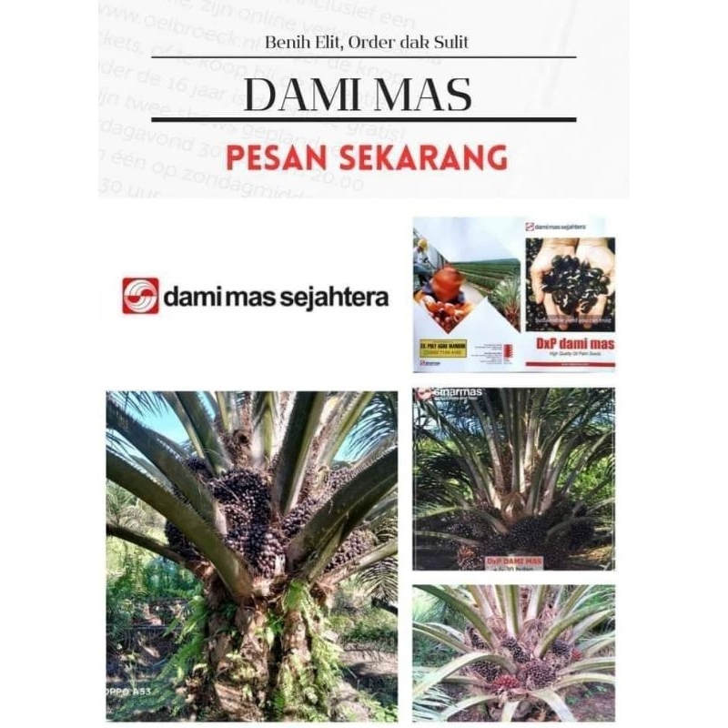 Bibit Benih Kecambah Sawit DXP DAMI MAS SEJAHTERA (150 butir)
