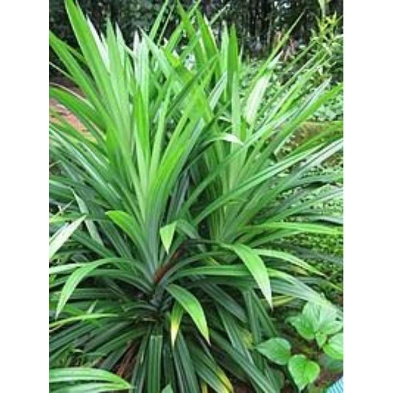 

Daun Pandan Wangi 1 Lembar