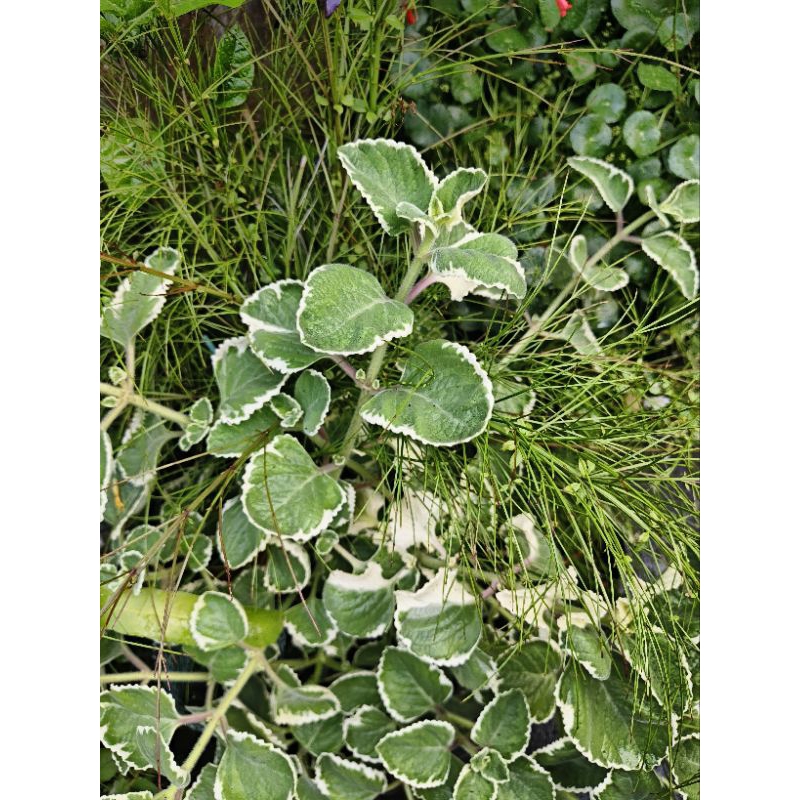 

jinten variegata