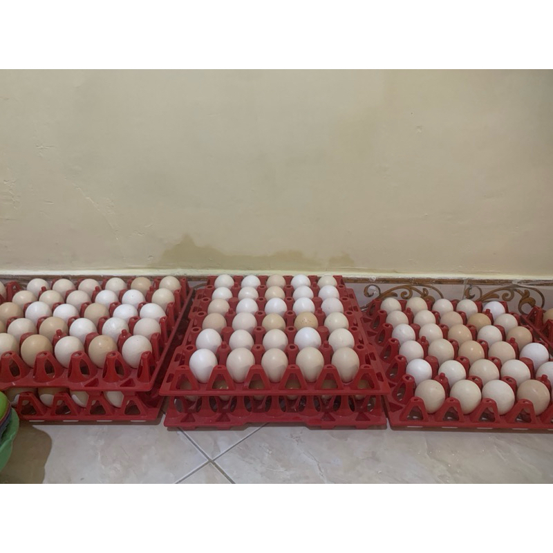 

Telur Ayam Kampung Fresh