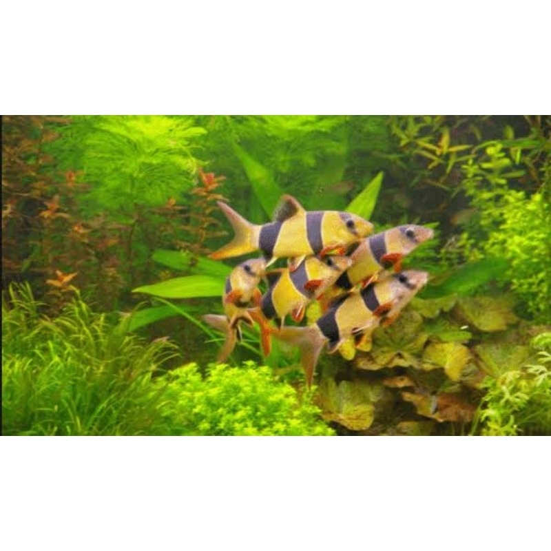 Peralatan Aquarium/Botia badut/ikan hias botia/Aquascape