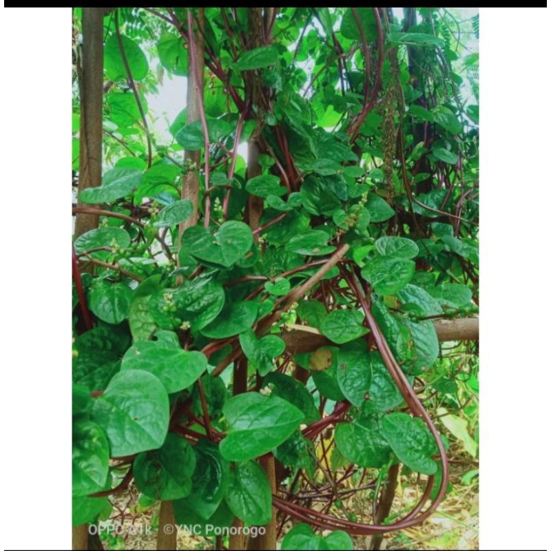 

Daun binahong merah/Angkung merah 25 lembar fresh