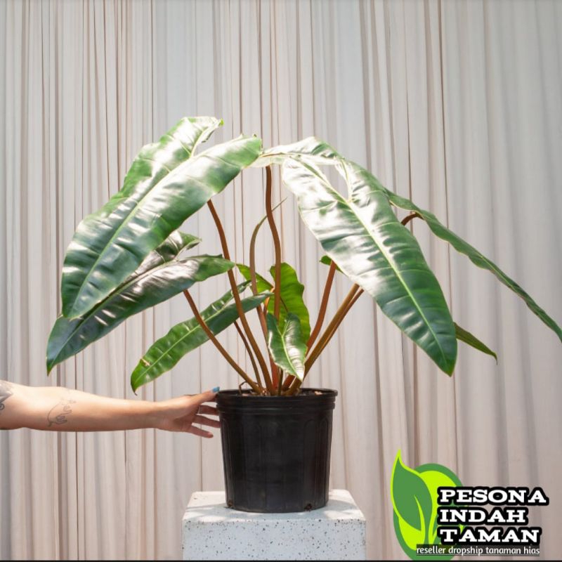 Tanaman hias philodendron bilitiae kabel busi original batang orange -Philodendron kabel busi