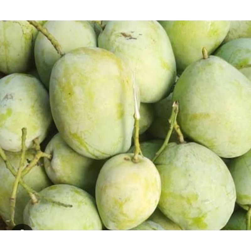 

buah cengkir 1kg