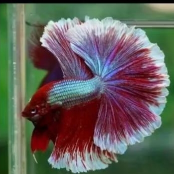 CUPANG LAVENDER HALFMOON