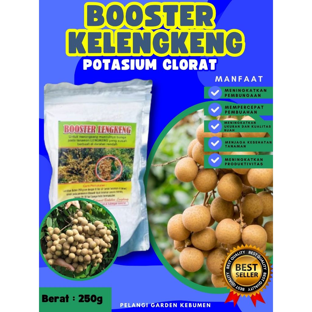 TERBAIK  Pupuk Buah Kelengkeng Merah, Pupuk Buah Kelengkeng Matalada Berbuah, Pupuk Buah Kelengkeng 