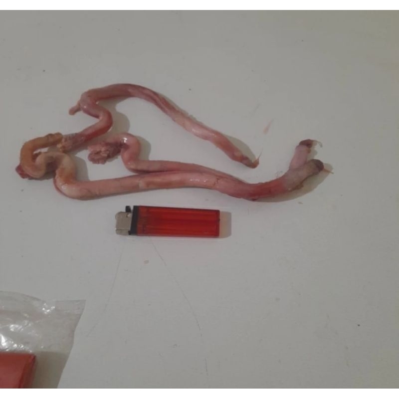 

Batangtorpedokambing