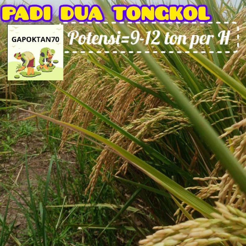 BENIH BIBIT PADI UNGGULAN DUA TONGKOL KEMASAN 1 Kg