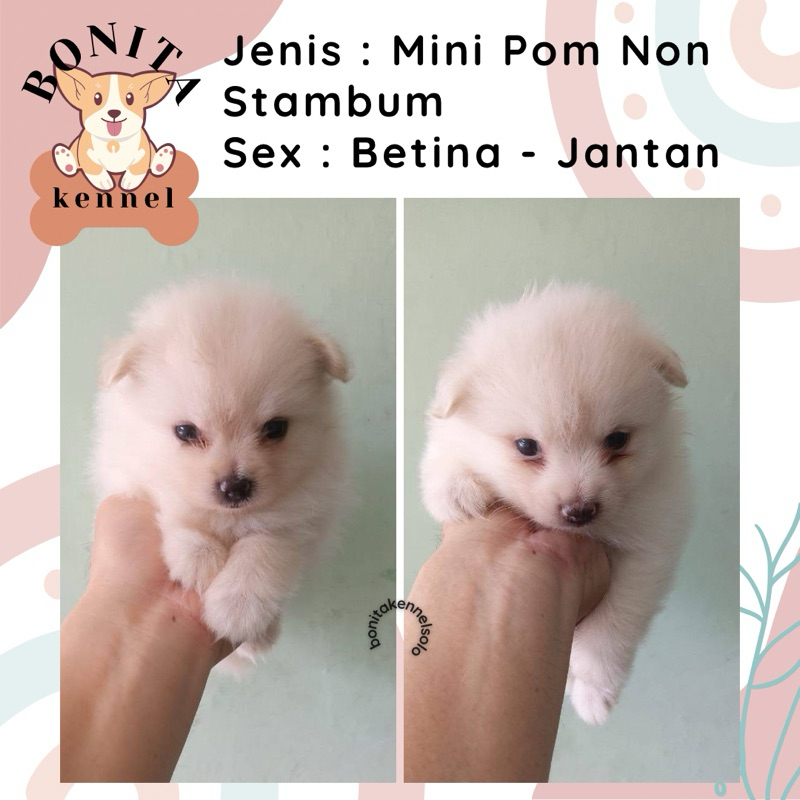 Mini Pom Non Stambum Jantan Betina Particolor Sable Anak Anjing Minipom Mini Pomeranian