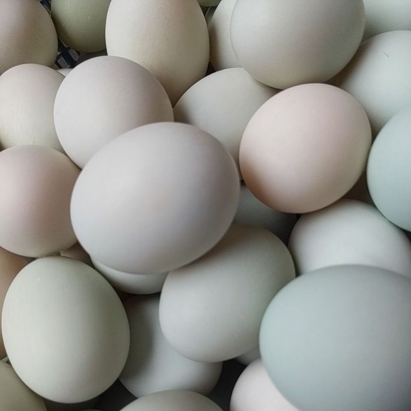 

Telur Bebek Asin Matang Masir Fresh Ready