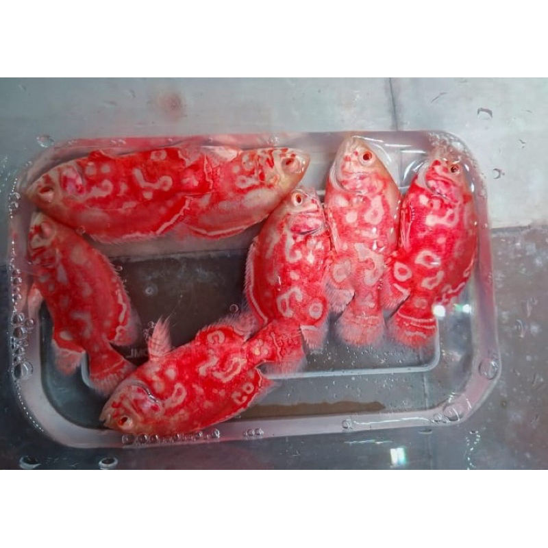 Ikan air tawar oscar nemo 6-7cm Goodmarking